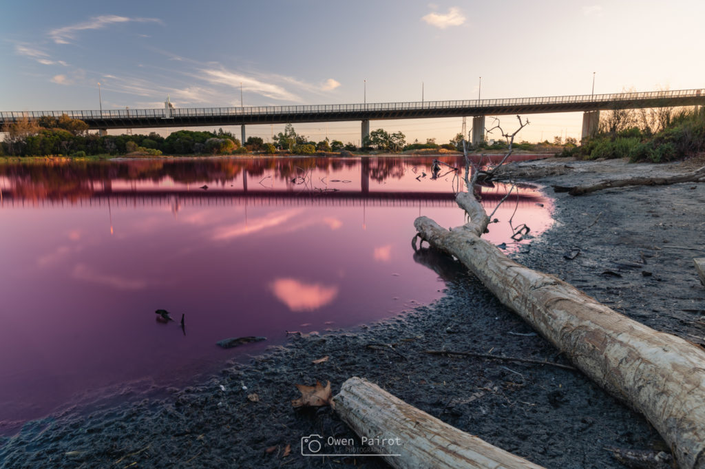 Pink lake Melbourne, 2019 lake with wood log, and west gate freeway in reflection and background